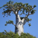 15-огуречное дерево-остров Сокотра. Йемен
