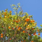 Апельсины повсюду